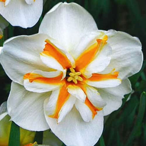 Нарцис Доллі Моллінжер 25 цибулин