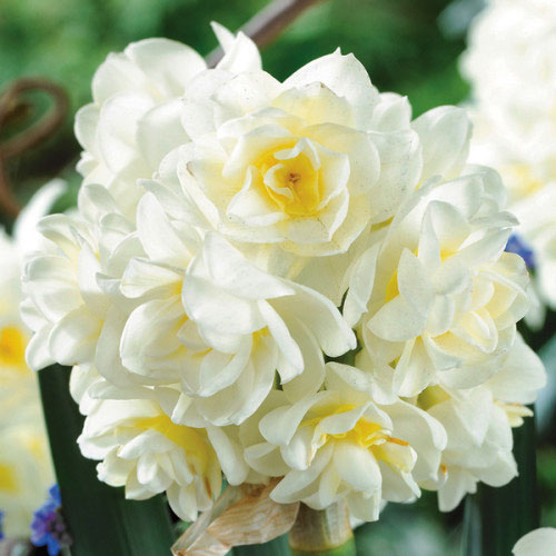 Нарцис Ерлішер 25 цибулин