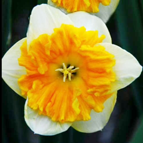 Нарцис Габріель Клайберг 25 цибулин