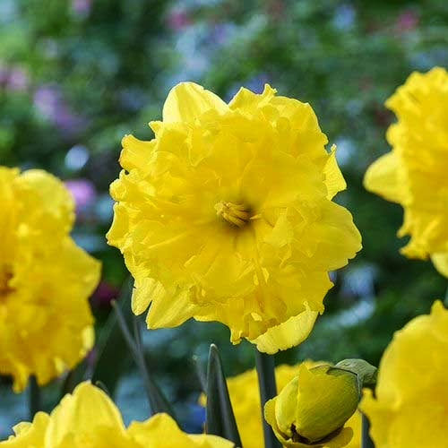 Нарцис Голд диск упаковка 3 цибулини