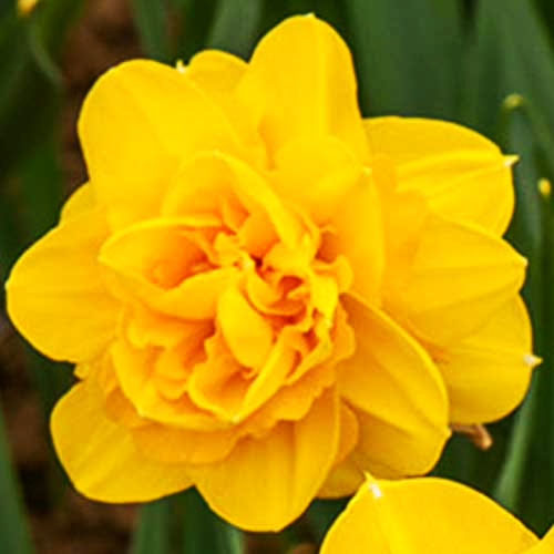 Нарцис Хіамур 25 цибулин