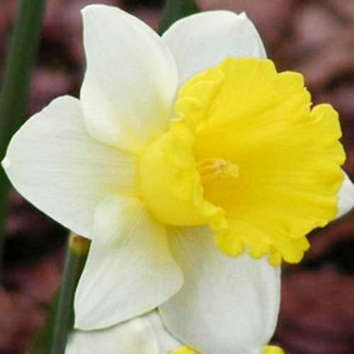 Нарцис Лас Вегас 25 цибулин