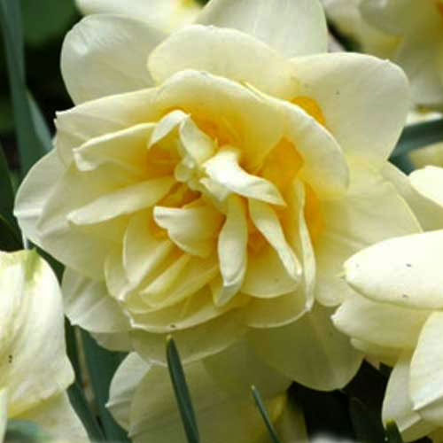 Нарцис Менлі 25 цибулин