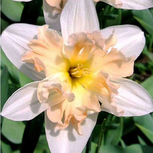 Нарцис Палмарес 25 цибулин