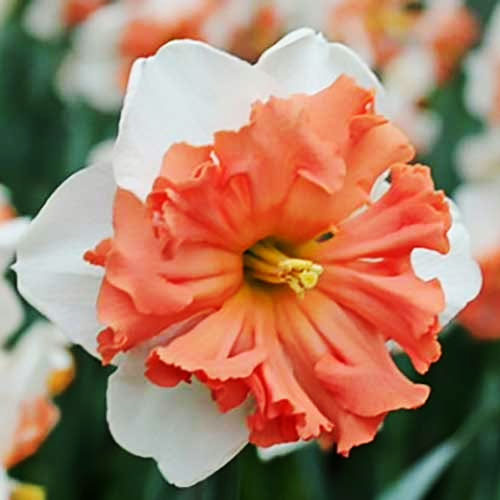 Нарцис Шрайк упаковка 3 цибулини