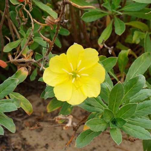 насіння-багаторічної-енотери