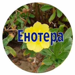 Насіння енотери