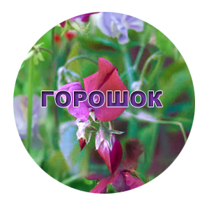 Семена горошек душистый (ароматный)