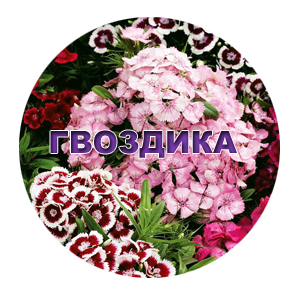Семена гвоздики