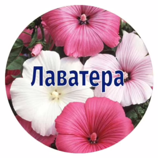 Насіння лаватери