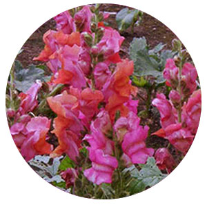 Насіння ротиків