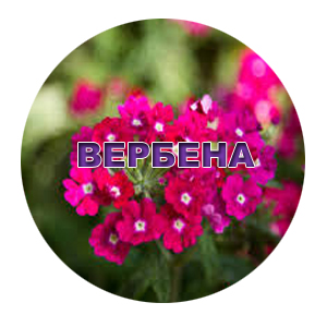 Семена вербены