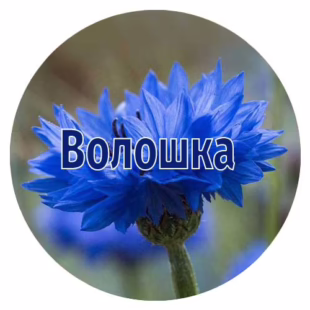 Насіння волошки