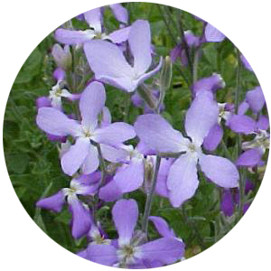 Семена маттиолы (левкоя)