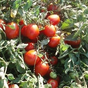 Низькорослі сорти томатів