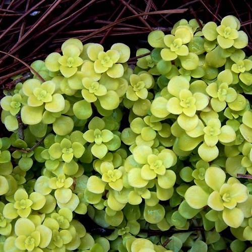 Седум Ogon саджанець у контейнері 0,5 л