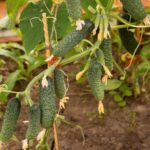 огурец партенокарпический для пикулей