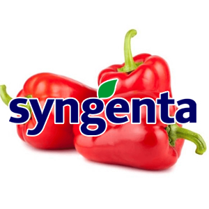 Syngenta насіння перцю солодкого