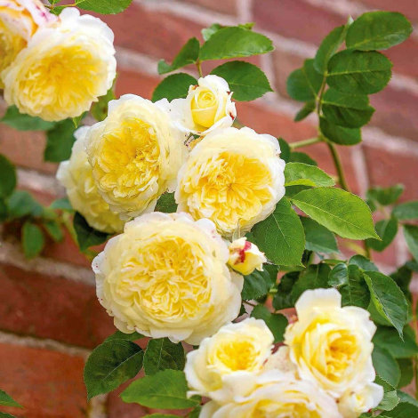 Троянда Пілігрим-саджанець