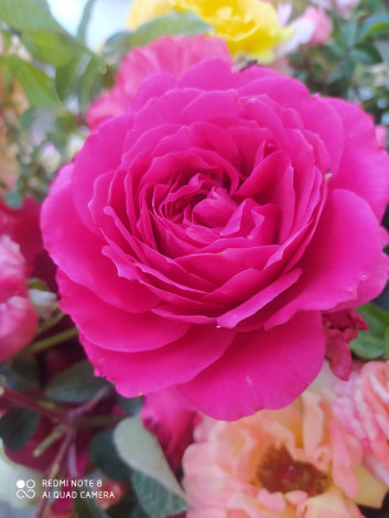 Троянда Пінк Мушимара-саджанець