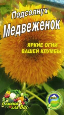 подсолнух-декоративный-медвежонок