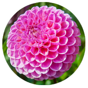 Помпонні жоржини