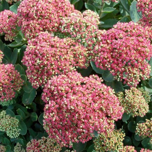 Седум Pool Party саджанець у контейнері 0,5 л