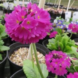 primula-deep-rose