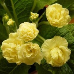 primula-val-horncastle