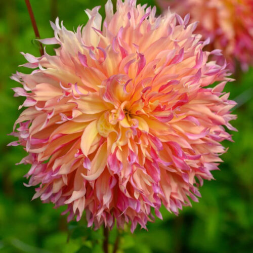 Жоржина оторочена Myrtle's Folly