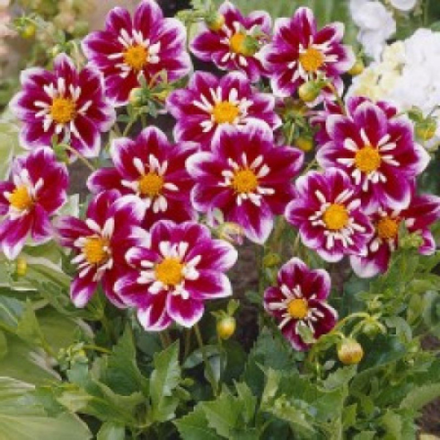 Жоржина комірцева Impression Fabula