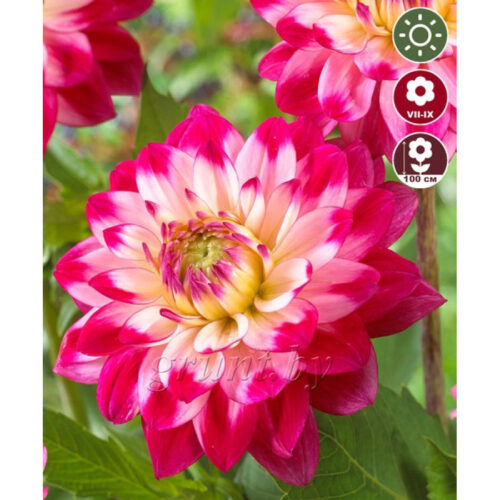 Жоржина декоративна Senior's Dream