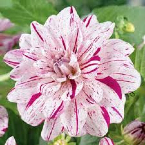 Жоржина декоративна Bright Diamond