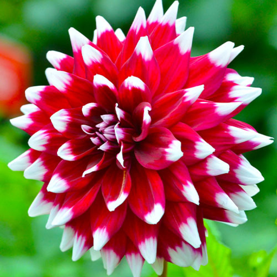 Жоржина Декоративна Duet