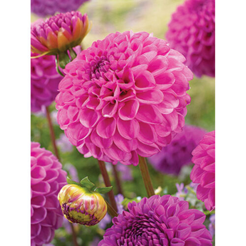 Жоржина помпонна Jan van Schaffelaar