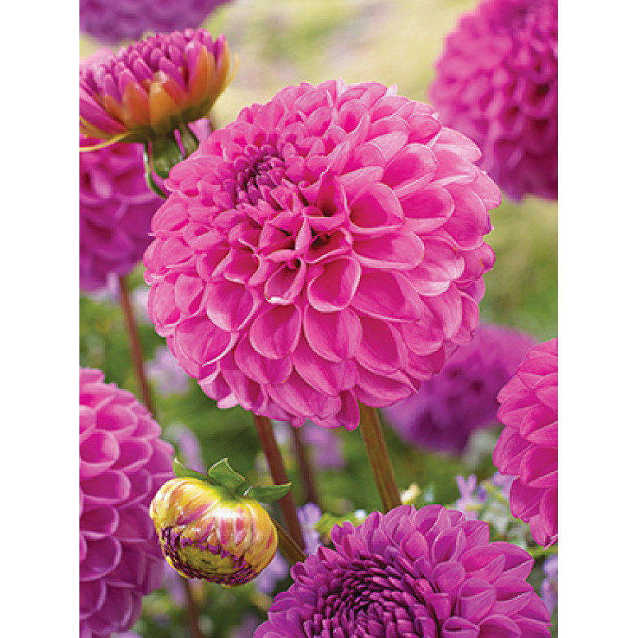 Жоржина помпонна Jan van Schaffelaar