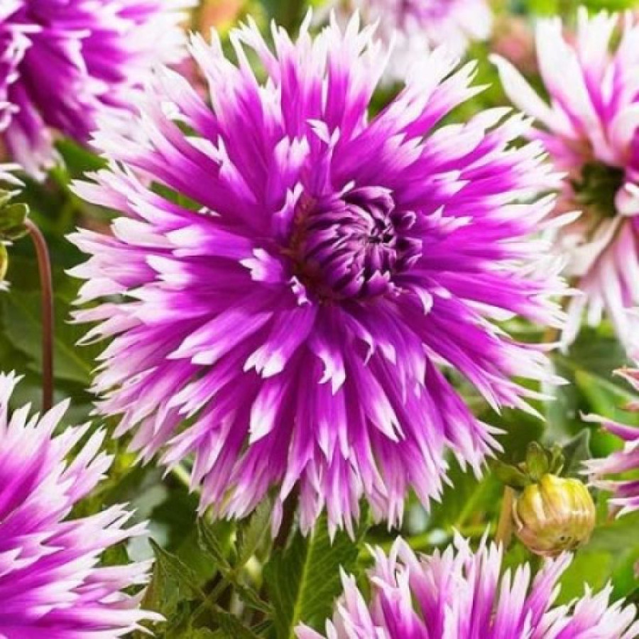 Жоржина оторочена Table Dancer