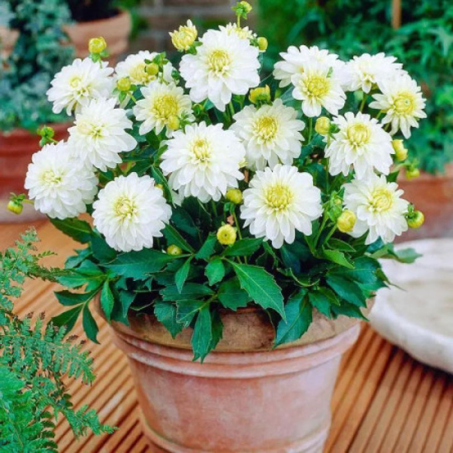 Жоржина бордюрна Gallery Art Fair