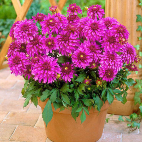 Жоржина бордюрна Gallery Art Nouveau