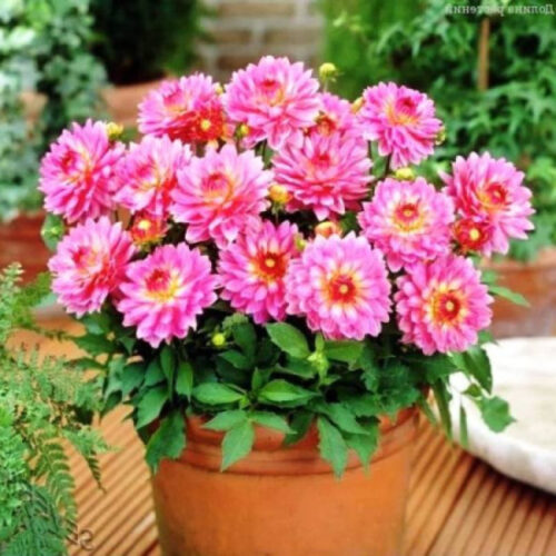 Жоржина бордюрна Gallery Bellini