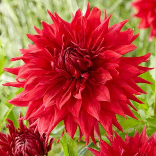 Жоржина декоративна Crève Coeur