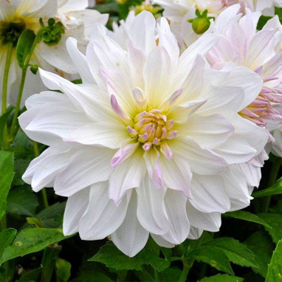 Жоржина декоративна Iceberg USA