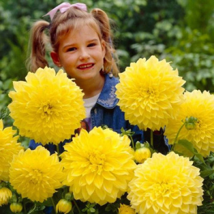 Жоржина декоративна Kelvin Floodlight