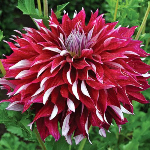 Жоржина декоративна My Hero US