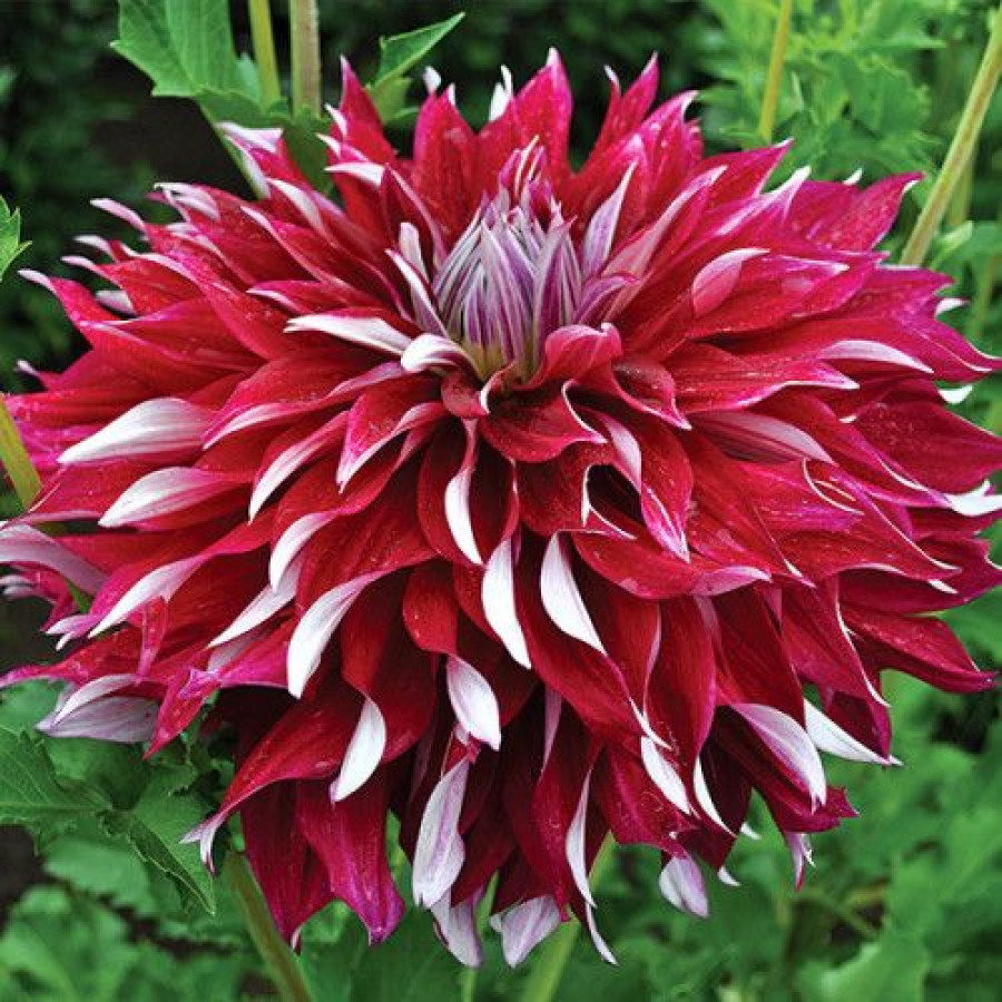 Жоржина декоративна My Hero US