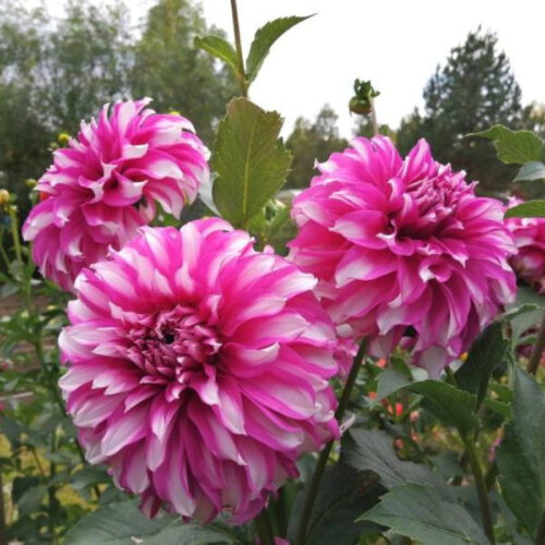 Жоржина декоративна Radegast