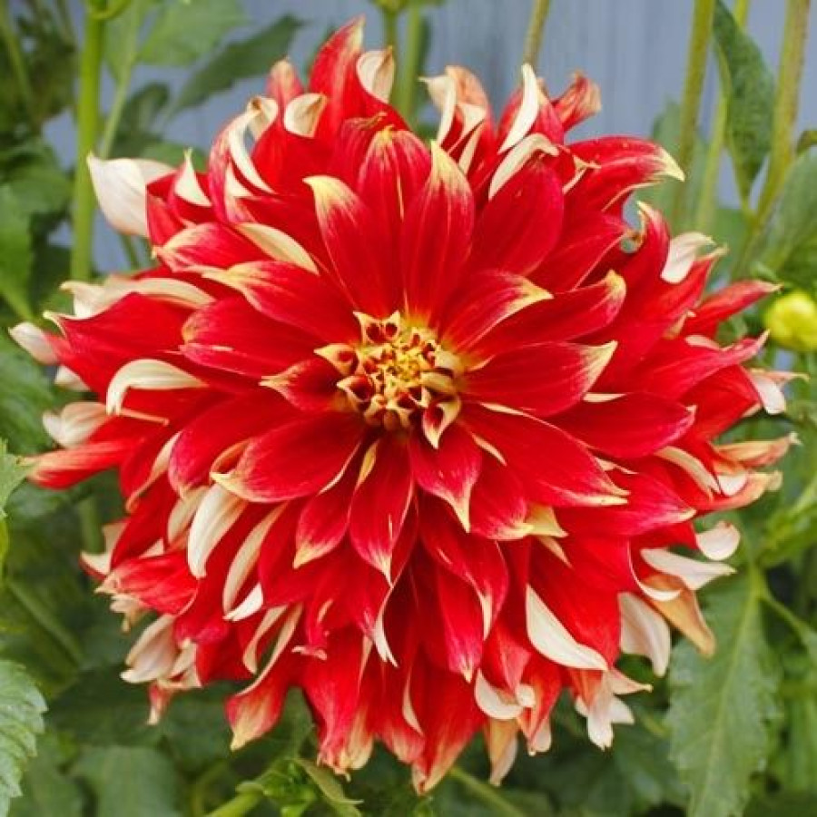 Жоржина декоративна Nick Sr