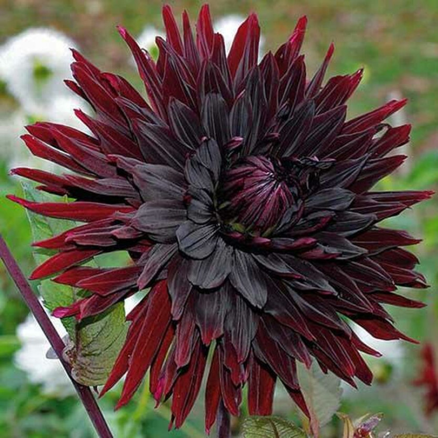 Жоржина декоративна Black Jack