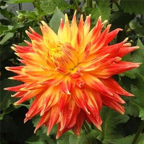 Жоржина кактусоподібна Marta