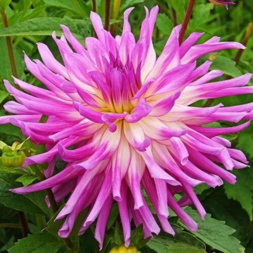 Жоржина кактусоподібна Mingus Randy